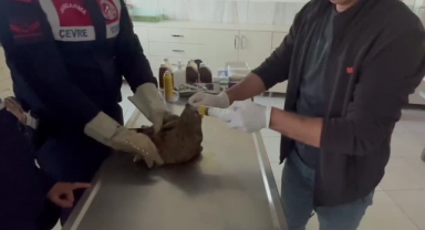 Yaralı Bulunan Şahin Tedaviye Alındı