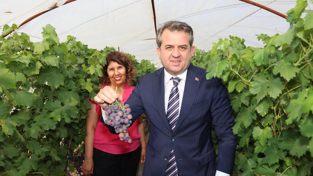 ÇÜ'de Topraksız Kültürde Üzüm ve Maviyemiş Hasadı Gerçekleştirildi