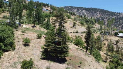 Sedir Ağacında ''Masal Diyarı''