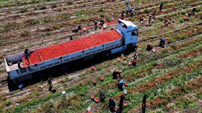 Domateste Hazin Son:Çiftçiler İsyanda