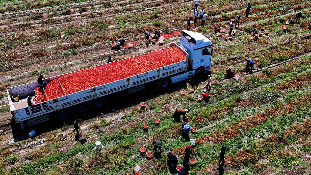 Domateste Hazin Son:Çiftçiler İsyanda