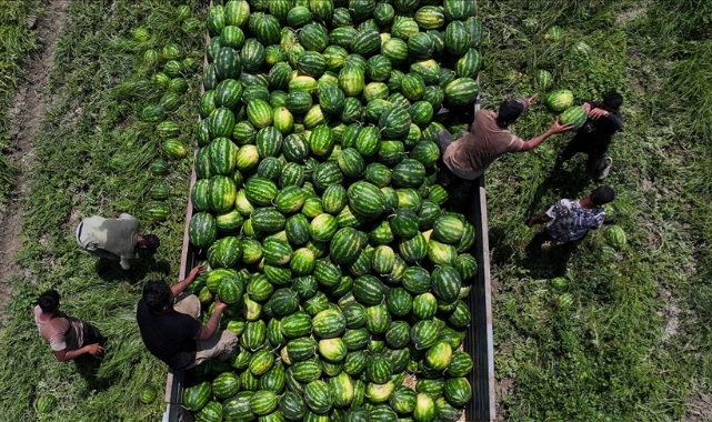 Adana Karpuzunun Kilogram Fiyatı Yarlada 7 Liraya Düştü