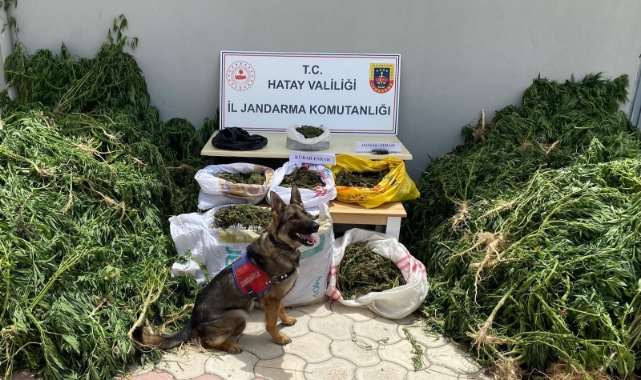 Hatay'da Uyuşturucu ve Kaçakçılık Operasyonu