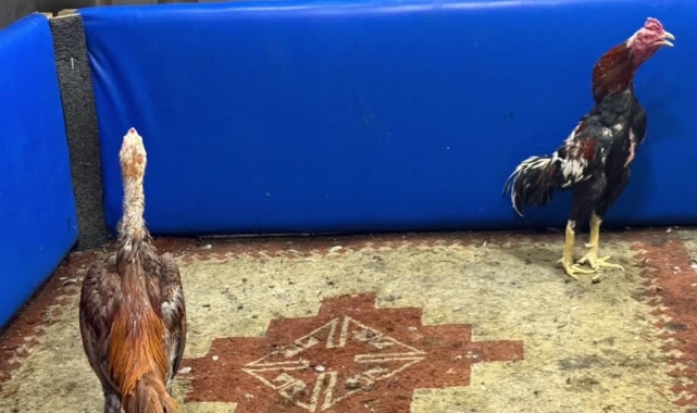 Horoz Dövüşüne Suçüstü!