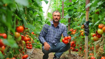 4 Mevsim Domates Üretimi Bölgeye Katkı Sağlıyor
