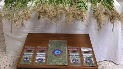 343 Kök Kenevir 102 Gram Esrar Ele Geçirildi