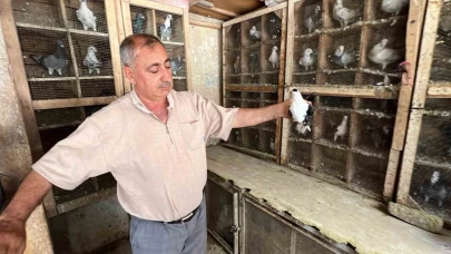 Depremde 170 Güvercini Telef Oldu, Kuş Sevdası Bitmedi