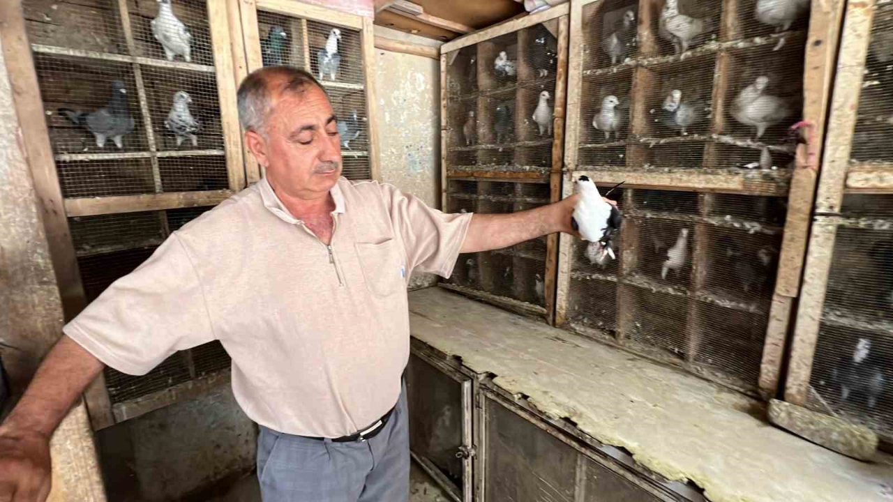 Depremde 170 Güvercini Telef Oldu, Kuş Sevdası Bitmedi
