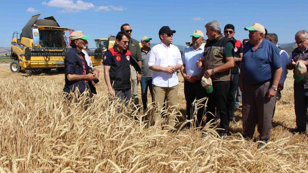 4 Bin Ton Sertifikalı Tohumluk Buğday Üretimi Bekleniyor
