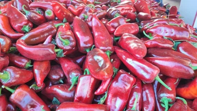 Salçalık Biber Sezonu Başladı