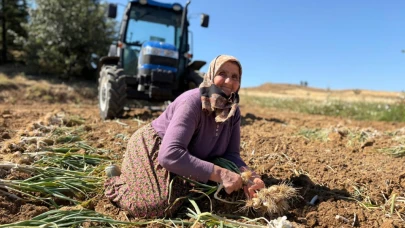 Taşköprü Sarımsağında Hasat Dönemi Başladı