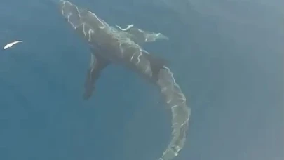 Saros'da  2,5 Metre Boyunda Köpekbalığı Görüntülendi
