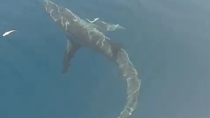 Saros'da  2,5 Metre Boyunda Köpekbalığı Görüntülendi