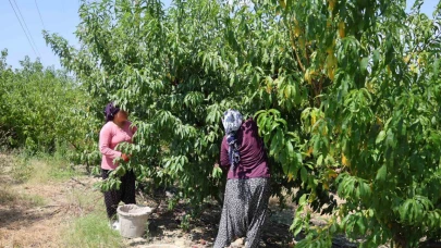Adana'da Şeftali Hasadı Başladı:Rekolte Düştü