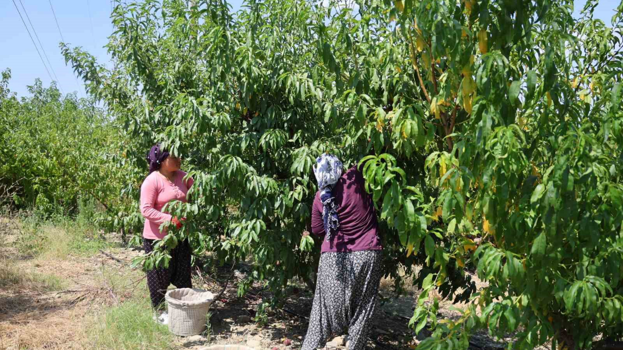 Adana'da Şeftali Hasadı Başladı:Rekolte Düştü