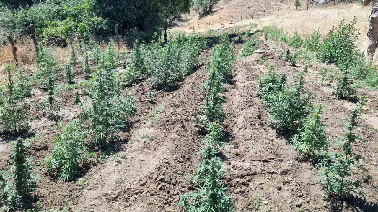 4 Bin Kök Kenevir Bitkisi Ele Geçirildi