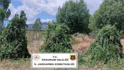 Jandarma’dan Kenevir Operasyonu