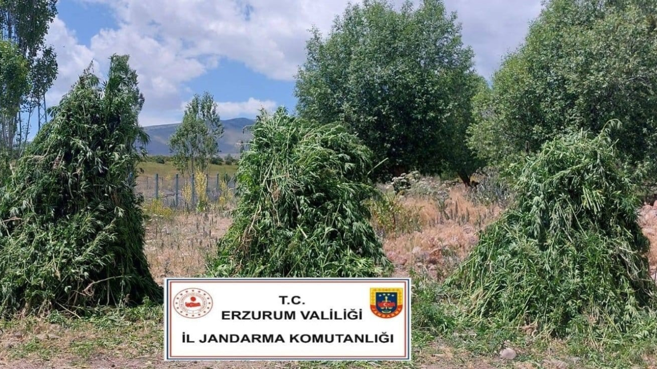 Jandarma’dan Kenevir Operasyonu