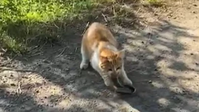 Bir Kedi Yılan Avladı