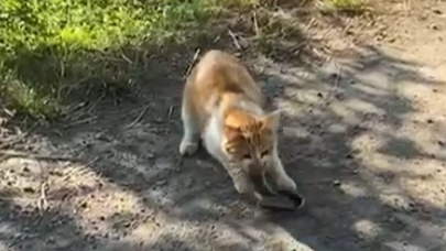 Bir Kedi Yılan Avladı