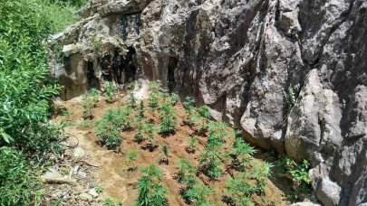 843 kök Kenevir Bitkisi Ele Geçirildi
