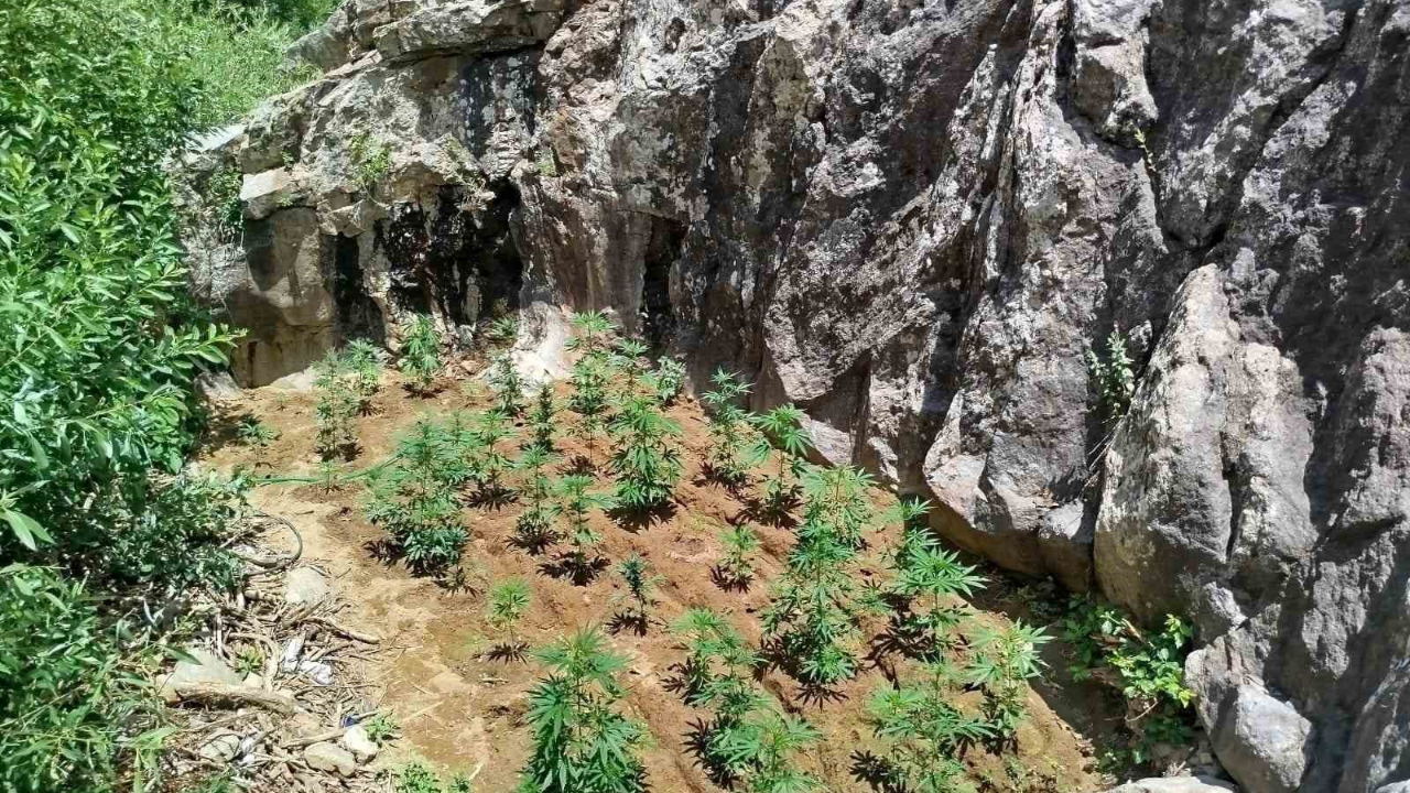 843 kök Kenevir Bitkisi Ele Geçirildi