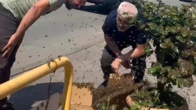 Arıların Çiçek Seferi