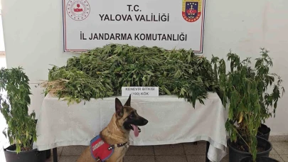 Uyuşturucu Operasyonunda 1 Tutuklama