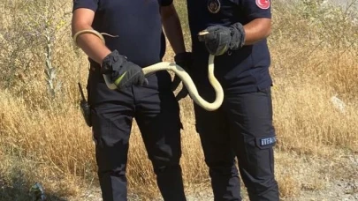 Fabrikaya Giren Yılan Paniğe Neden Oldu