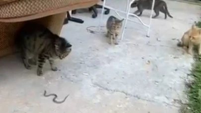 Kedilerin Yavru Yılanla Oyunu