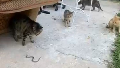 Kedilerin Yavru Yılanla Oyunu