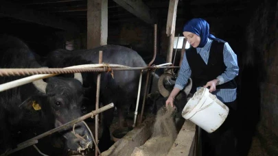 999 Bin 348 Ton İnek Sütü Ticari Süt İşletmelerince Toplandı