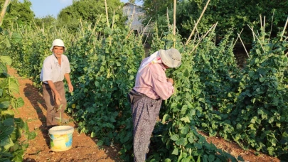 Doğal Fasulyenin Hasadı Başladı