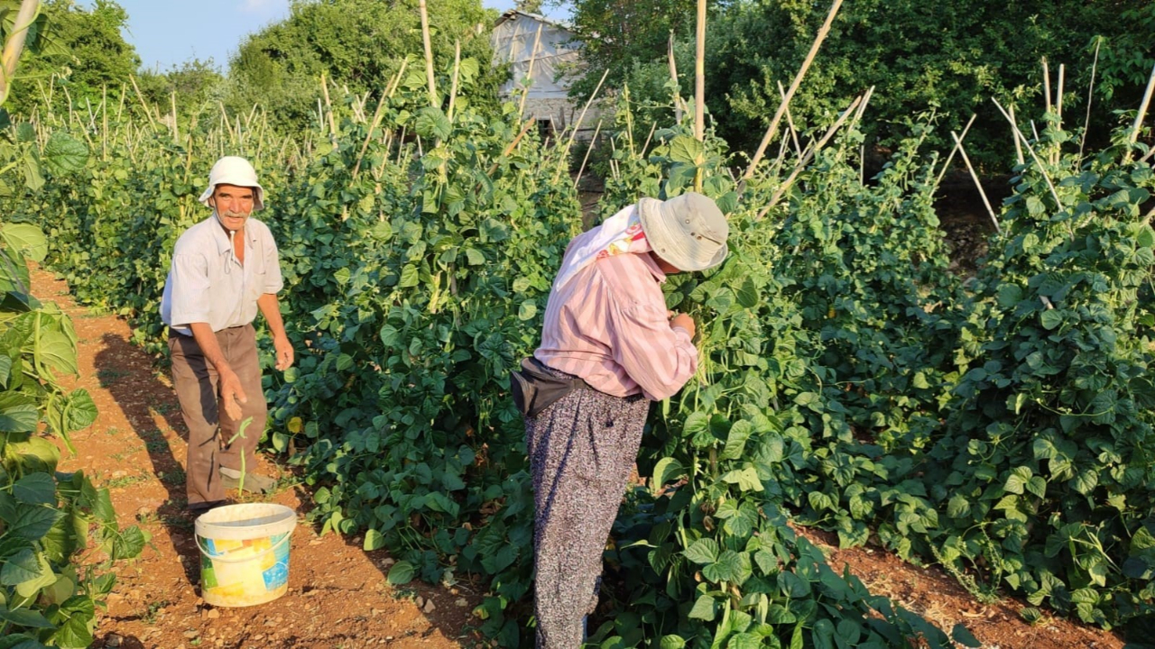 Doğal Fasulyenin Hasadı Başladı