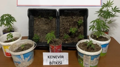 İki Evde 14 Kök Kenevir Ele Geçirildi