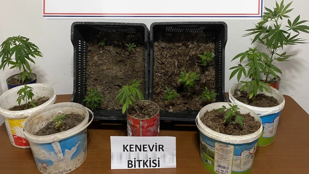 İki Evde 14 Kök Kenevir Ele Geçirildi