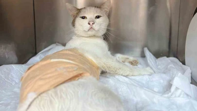 Omuriliğinden Havalı Tüfekle Vurulan Kedi Tedavi Altına Alındı