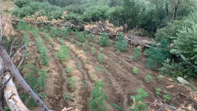 Bin 520 Kök Kenevir Ve 4 Bin Kök Skunk Bitkisi Ele Geçirildi