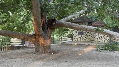 Piknik Alanında Ağacın Dalı Vatandaşların Üzerine Devrildi: 11 Yaralı