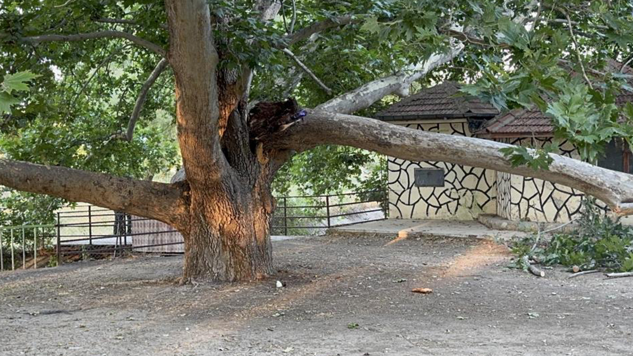 Piknik Alanında Ağacın Dalı Vatandaşların Üzerine Devrildi: 11 Yaralı