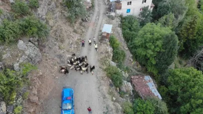 Kaybolan 30 Küçükbaş Hayvan Dron ile Bulundu