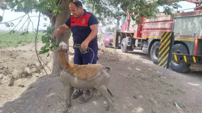 Derede Çamura Saplanan Koyunu İtfaiye Ekipleri Kurtardı