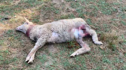 Sokak Köpekleri Ağıla Girdi: 5 Koyun Telef Oldu