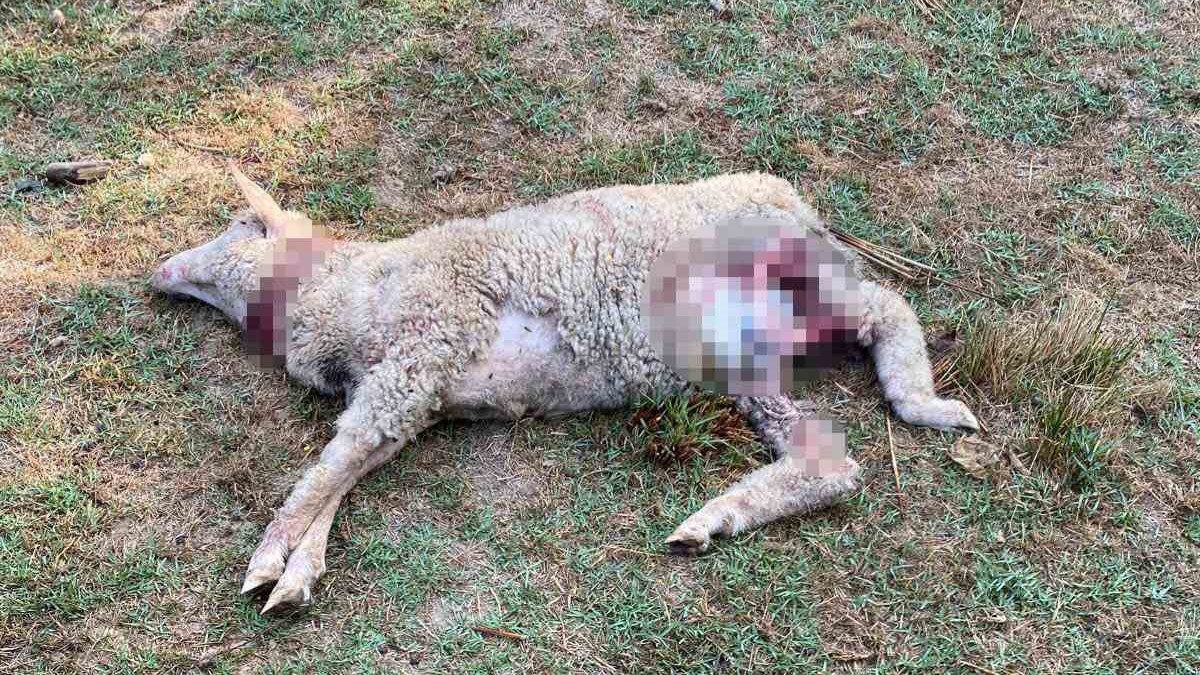 Sokak Köpekleri Ağıla Girdi: 5 Koyun Telef Oldu