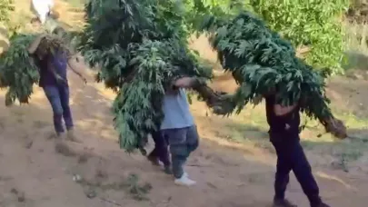 Yasa Dışı Kenevir Ekimine Jandarma Darbesi