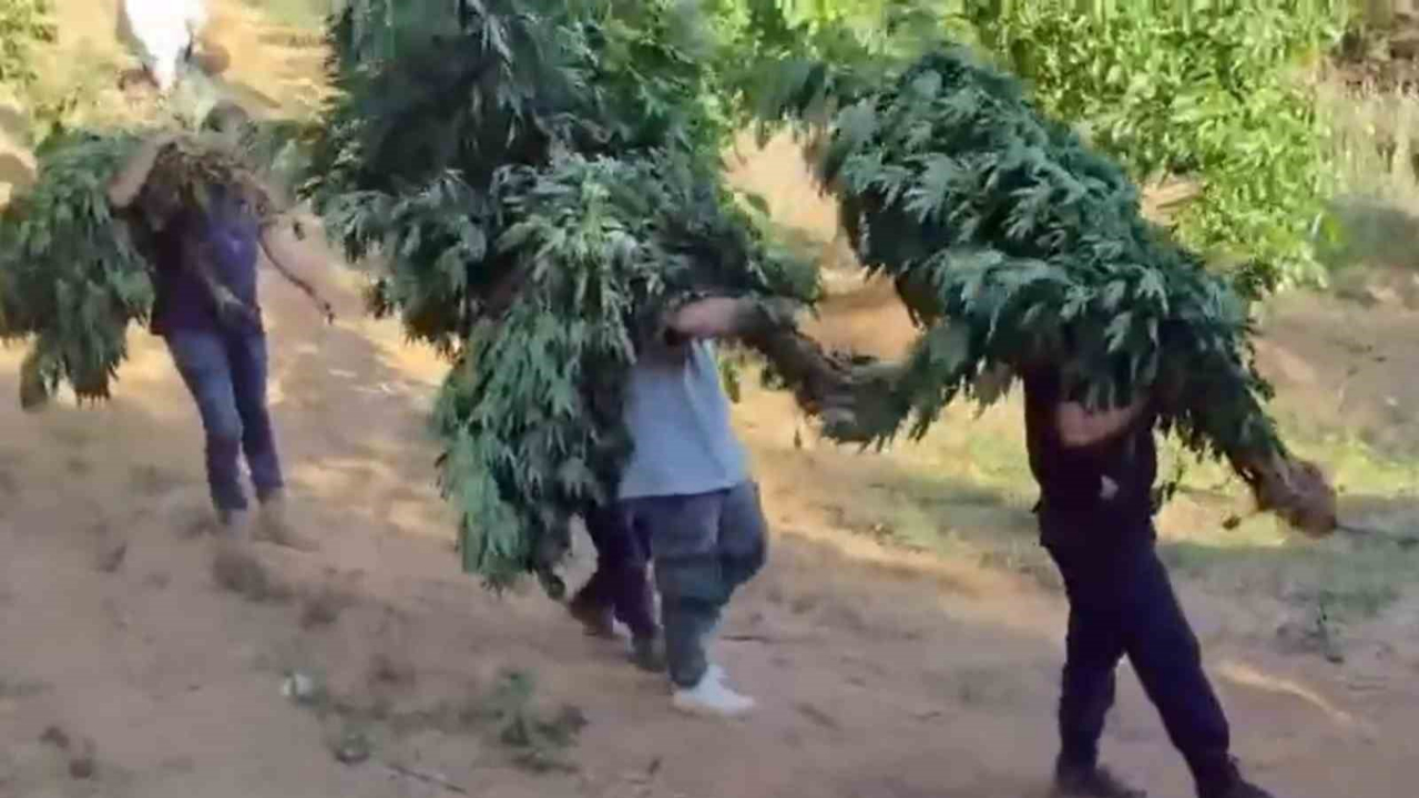 Yasa Dışı Kenevir Ekimine Jandarma Darbesi