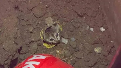 7 Günlük Esaret Böyle Sonlandı