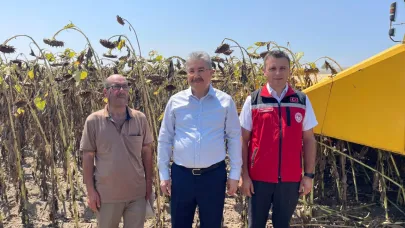 Ayçiçek Hasadı Başladı