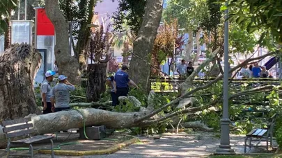 Üzerine Ağaç Dalı Düştü Hayatını Kaybetti