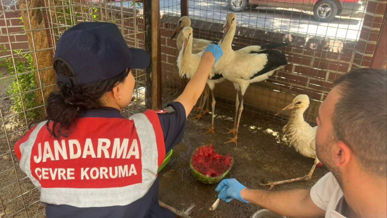 Jandarma Yaralı Leyleği Veterinere Ulaştırdı
